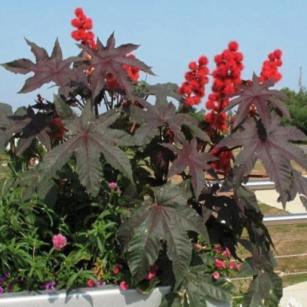Risiini 'Gibsonii'