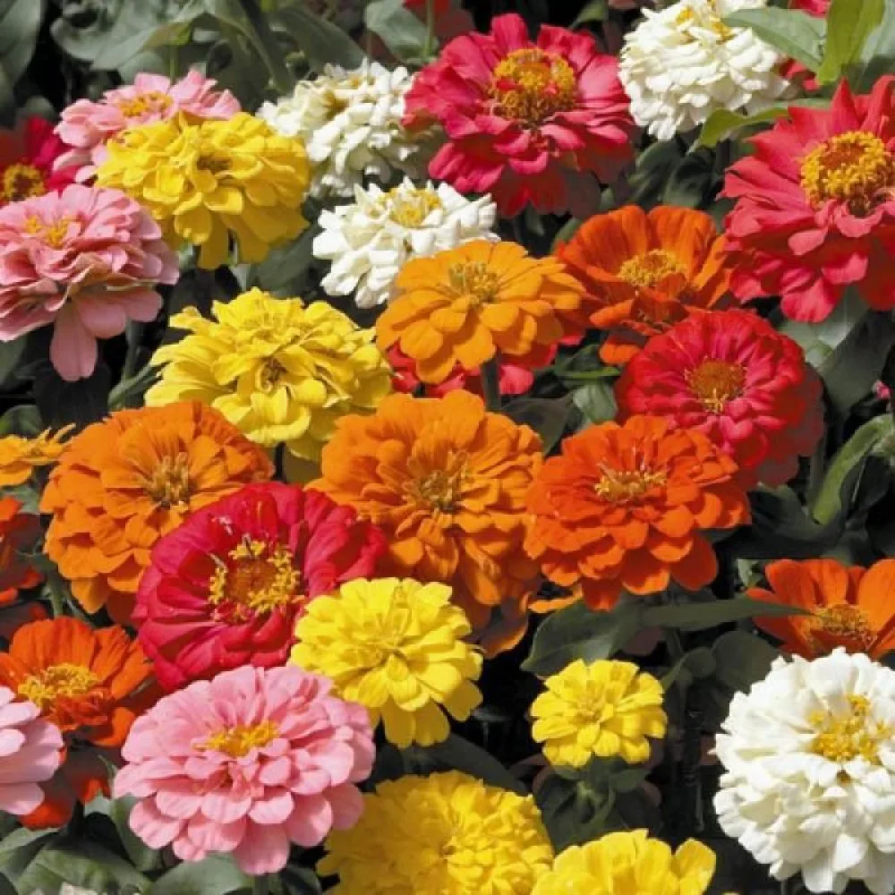 Tsinnia 'State Fair' (sekoitus)