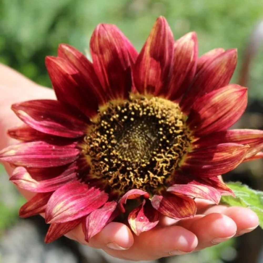 Auringonkukka 'Floris'