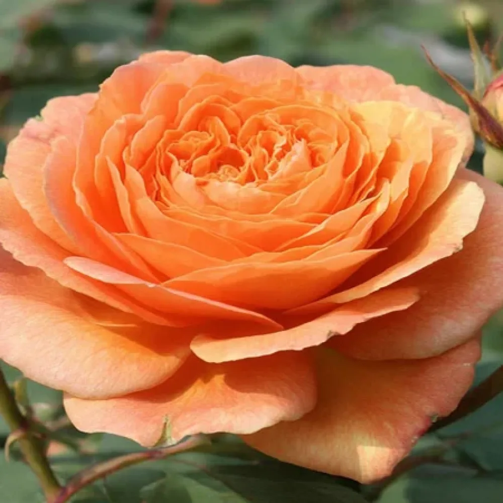 Ruusu 'Light Whirlwind' – paljasjuurinen