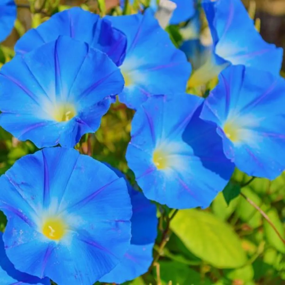 Elämänlanka 'Heavenly Blue'