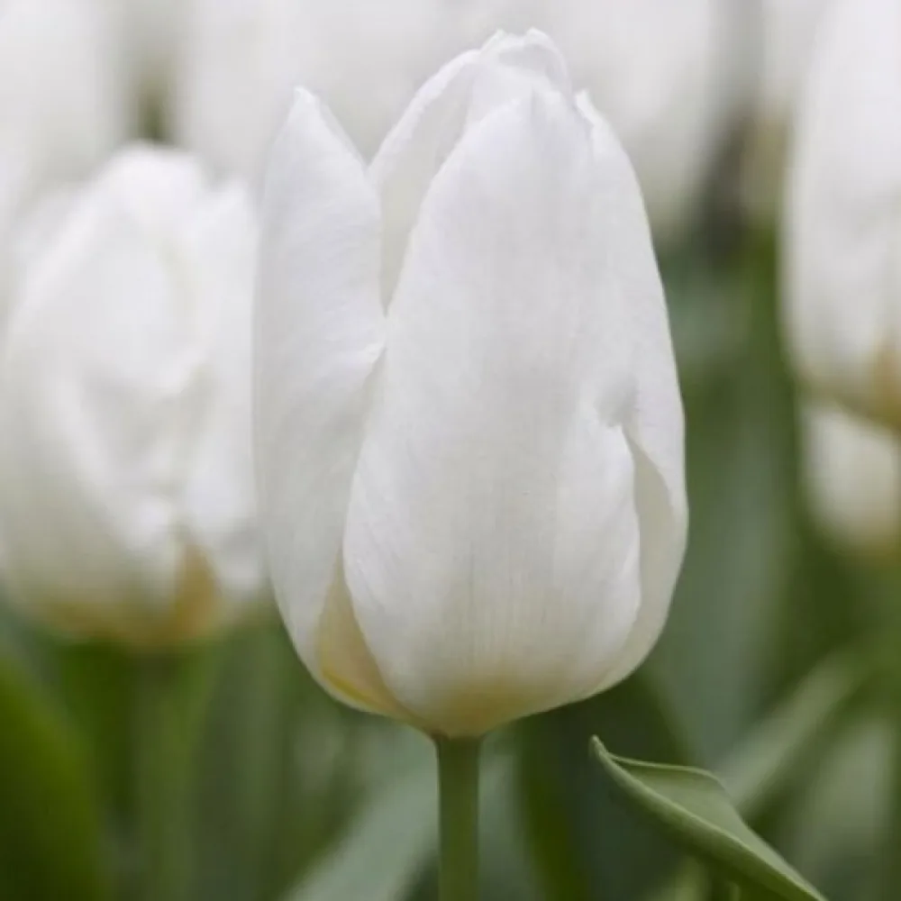 Tulppaani 'White prince'