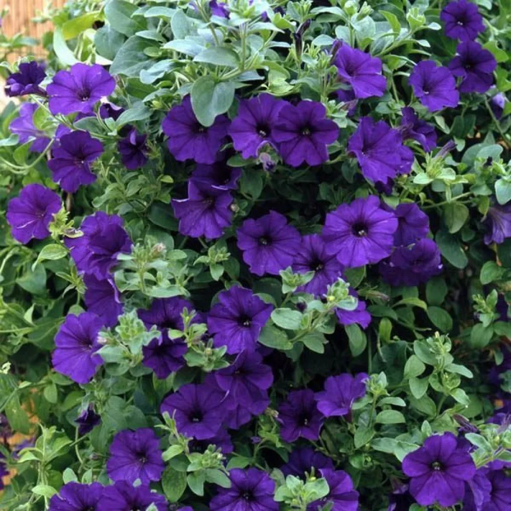 Tarhapetunia 'Alderman' – sininen