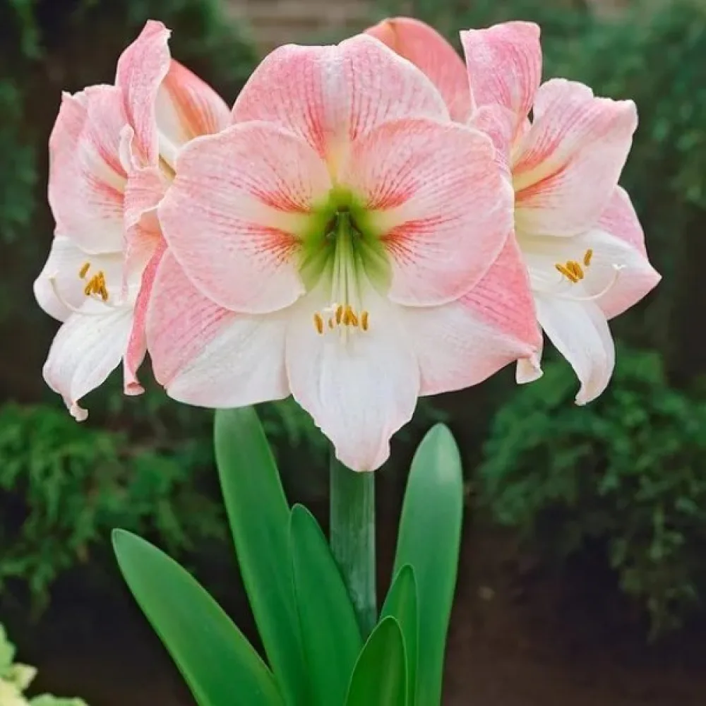 Ritarinkukka 'Appleblossom'