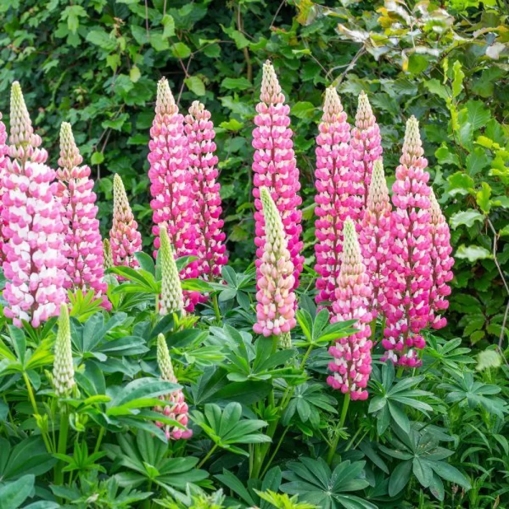 Lupiini 'Chatelaine'