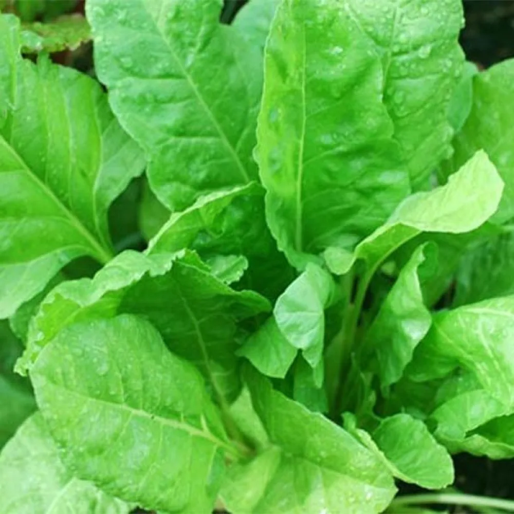 Pinaatti 'Industra'