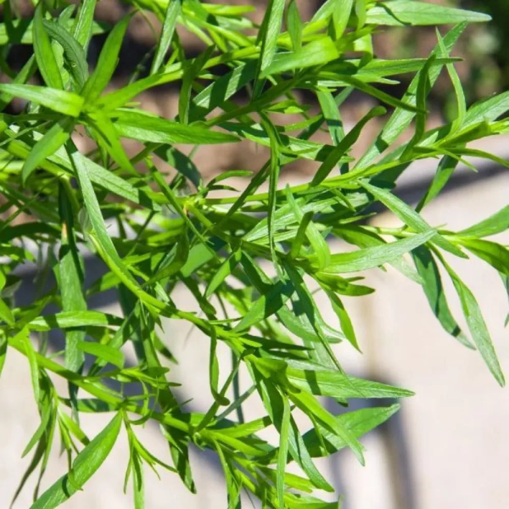 Rakuuna Artemisia dracunculus