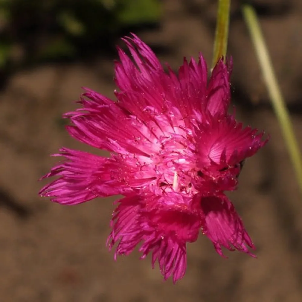 Myskikaunokki 'Lucida', karmiininpunainen