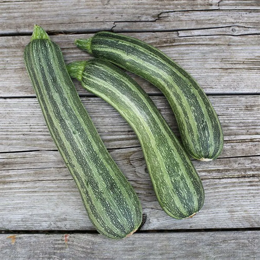 Kesäkurpitsa 'Striato d'Italia'
