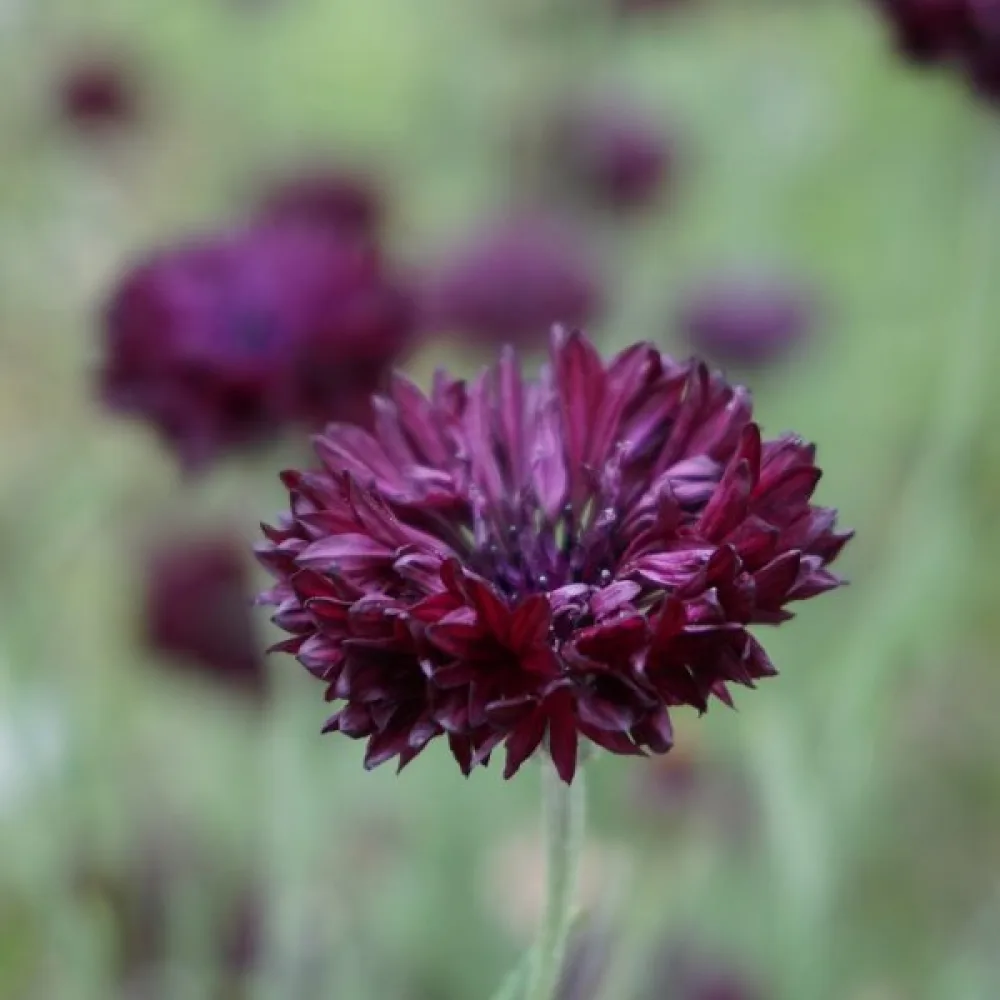Ruiskaunokki 'Black Ball', tumma