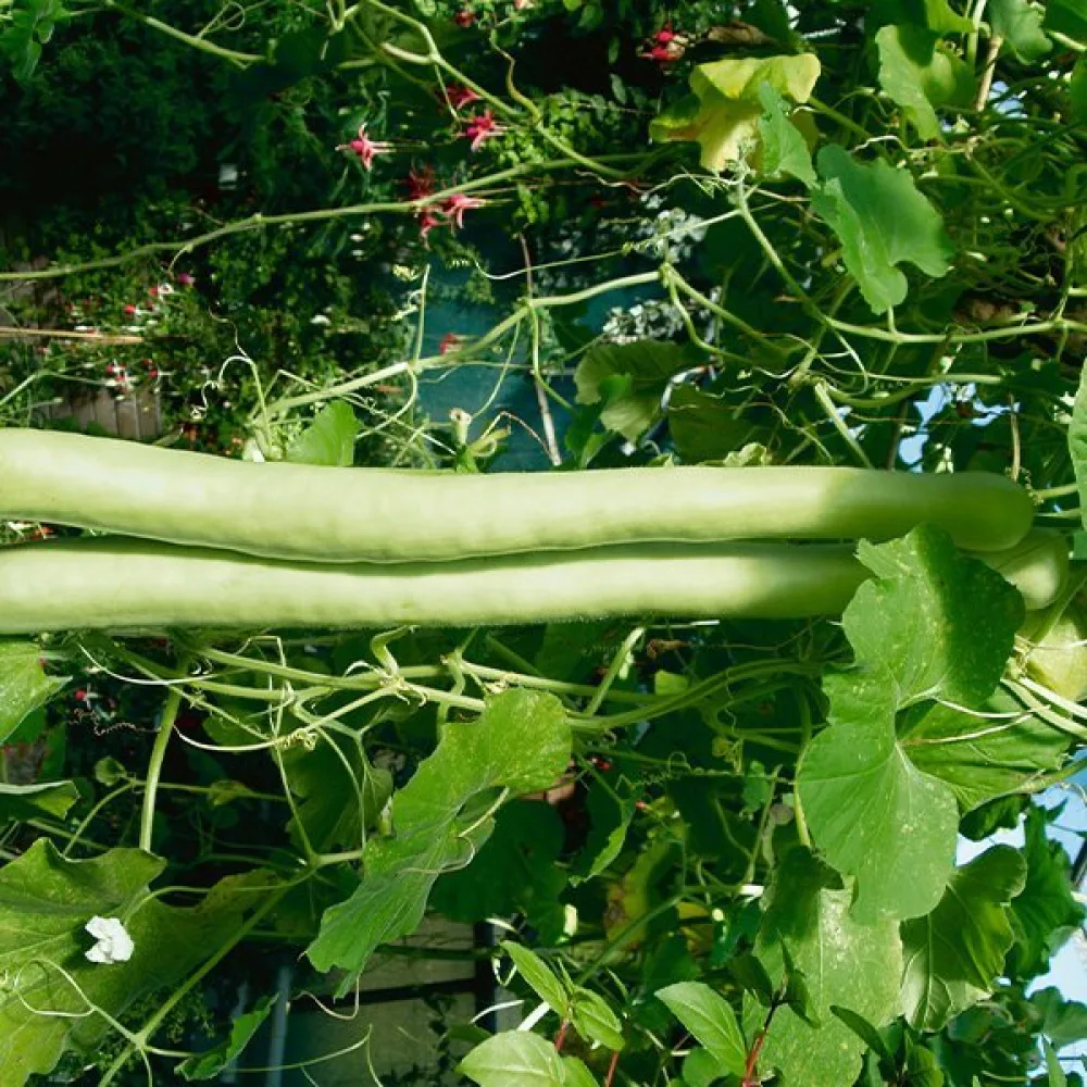 Pullokurpitsa 'Snake'