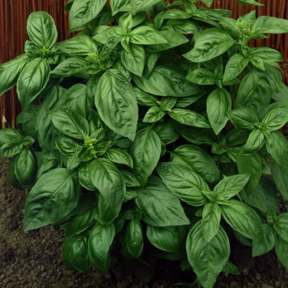 Basilika 'Genovese'