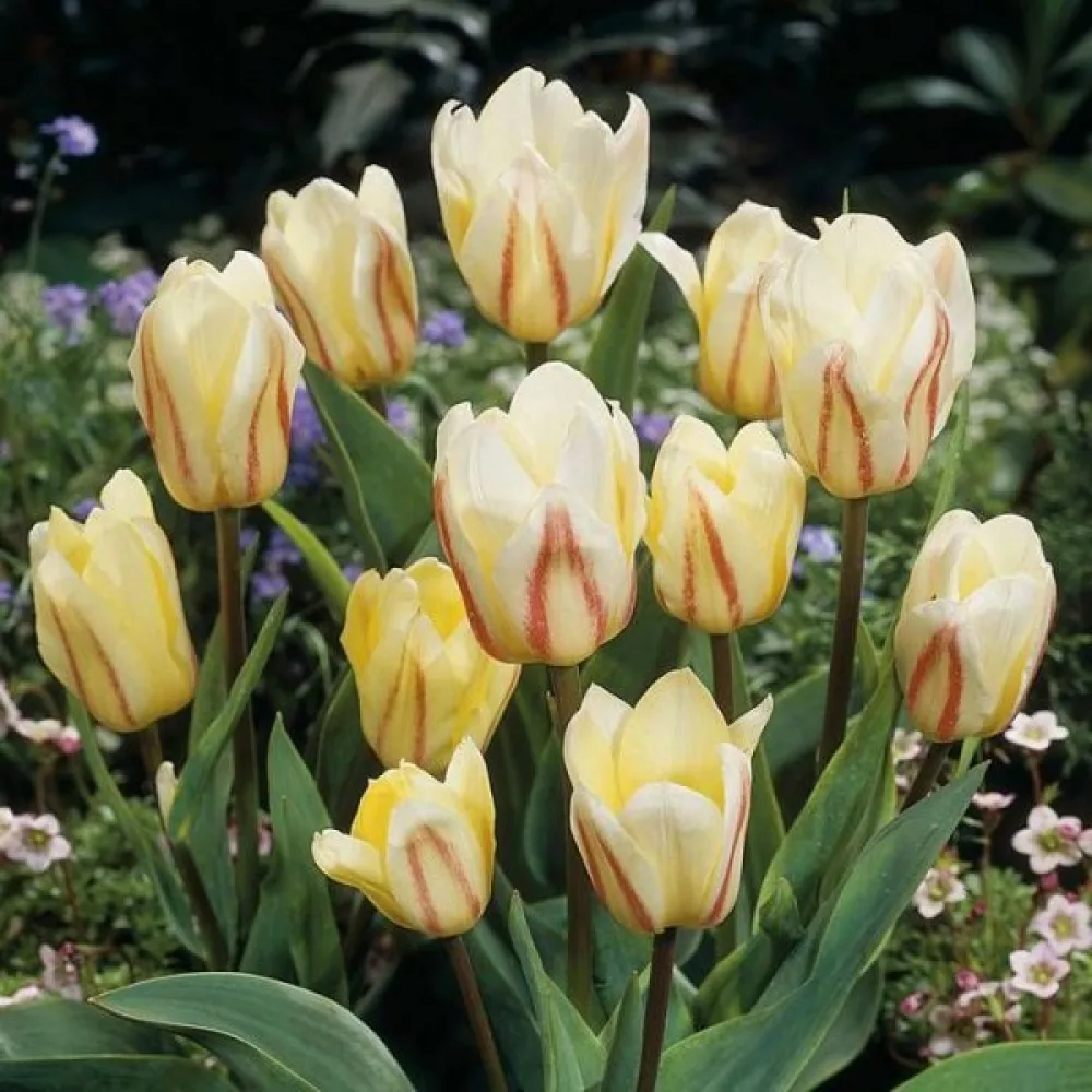 Tulppaani 'White Fire'