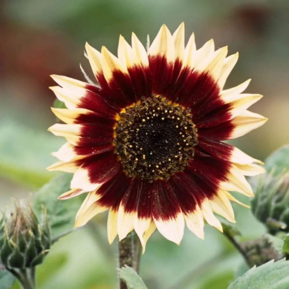 Auringonkukka 'Floren'