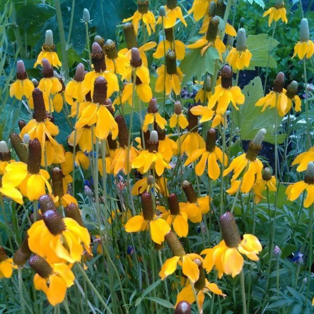 Meksikonhattu Ratibida columnifera
