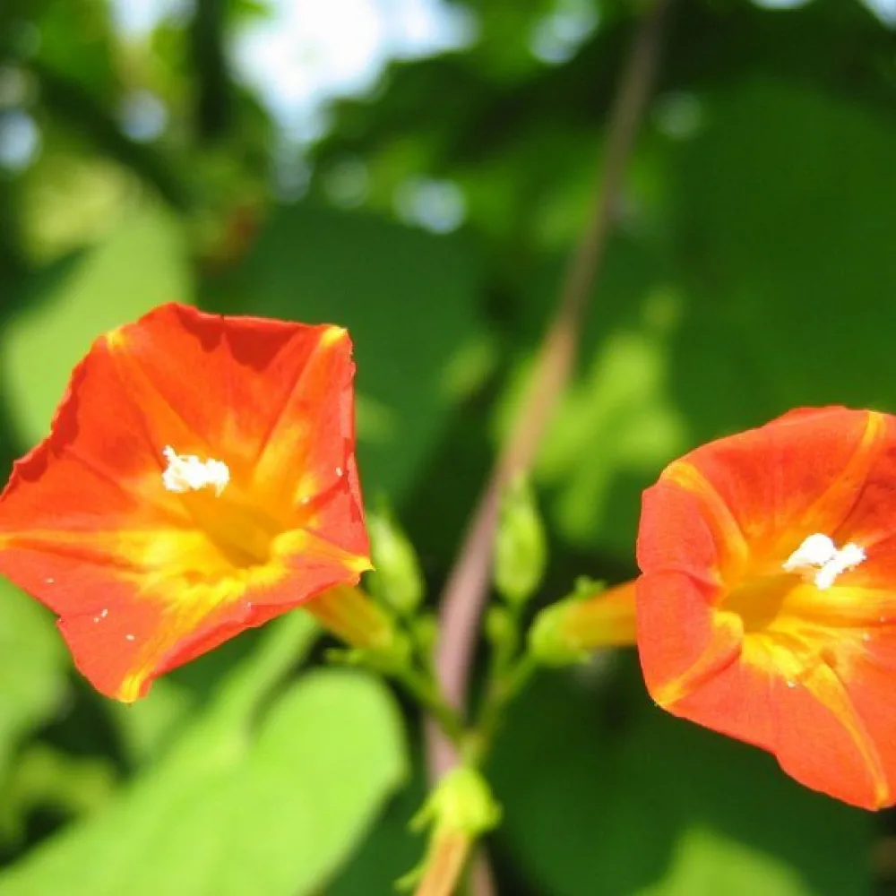 Elämänlanka Ipomoea luteola – oranssi