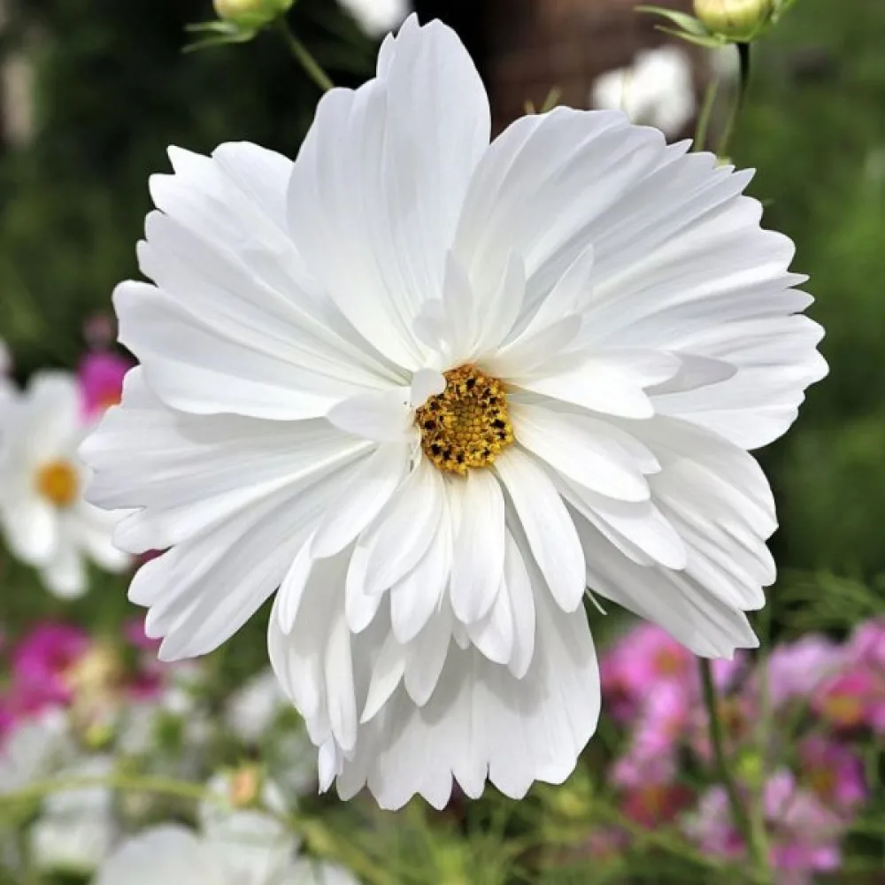 Kosmoskukka 'Psyche' sekoitus
