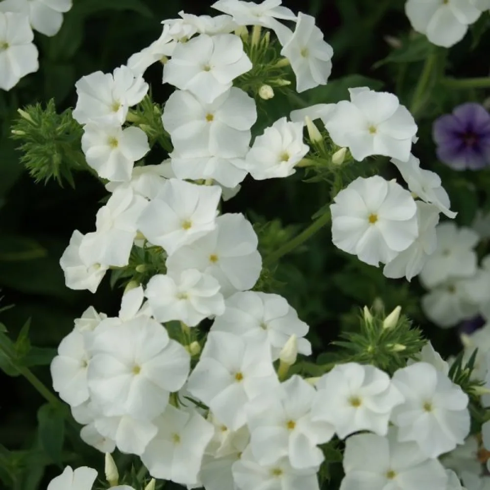 Kesäleimu 'Alba'