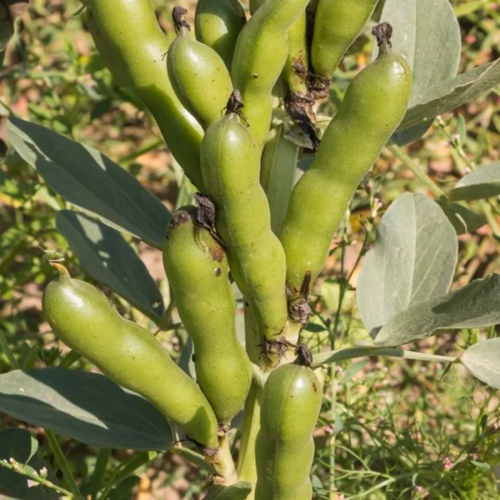 Härkäpapu 'Extra precoce a grano violetto'