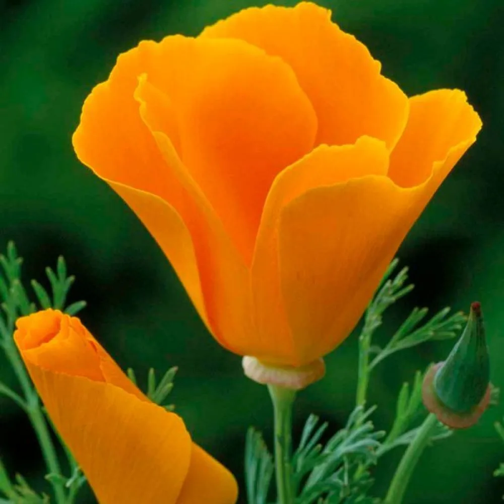 Kaliforniantunikko 'Orange King'