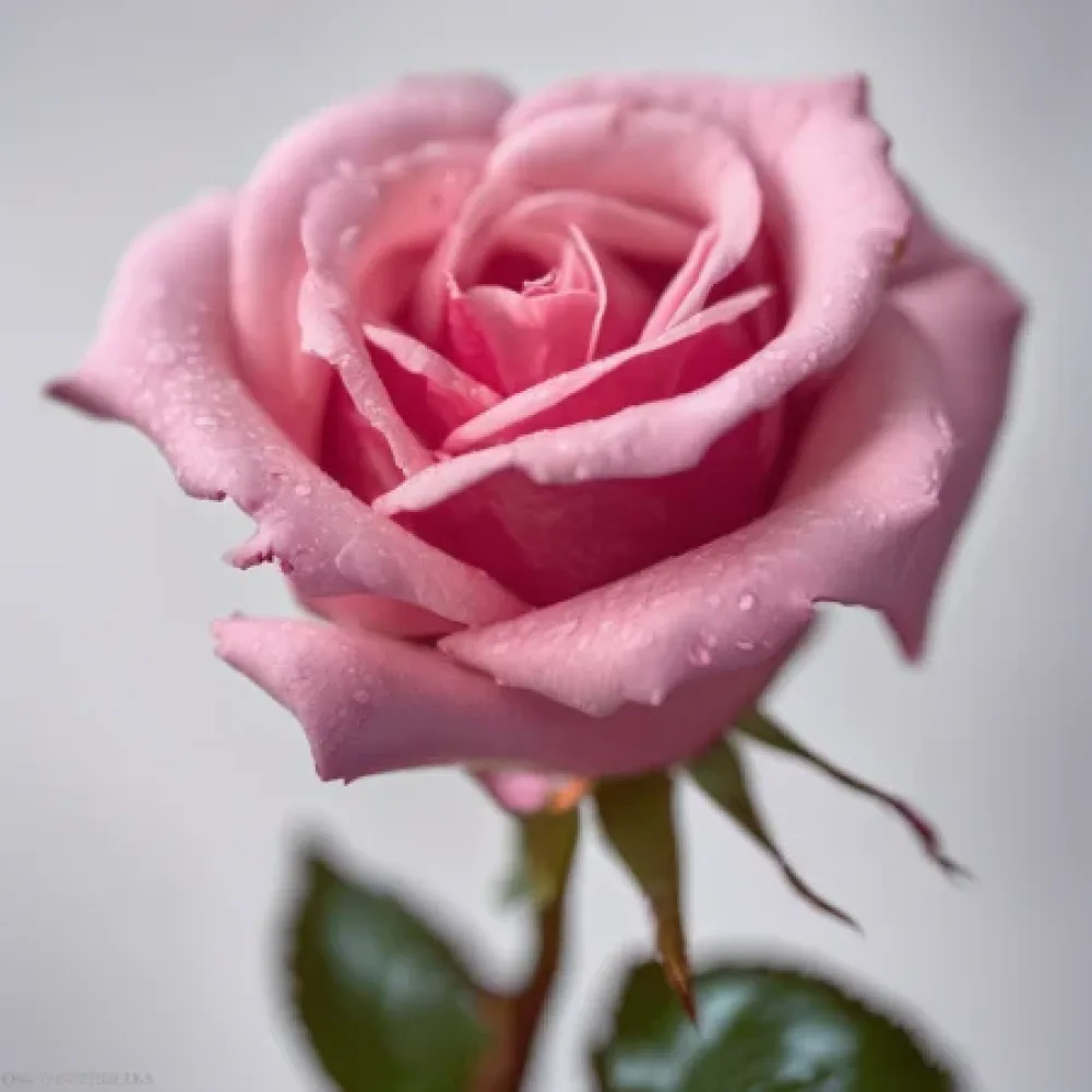 Ruusu 'Pink Symphony'