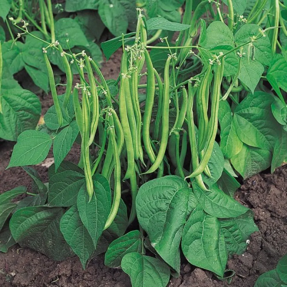 Tarhapapu 'Maxi'