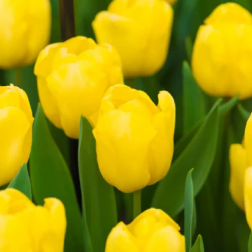 Tulppaani 'Novi Sun'