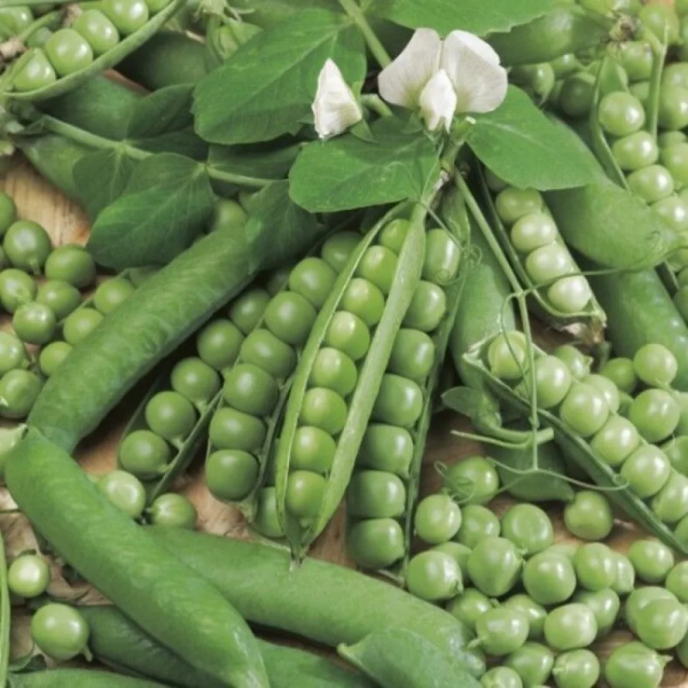 Sokeriherne 'Ambrosia'