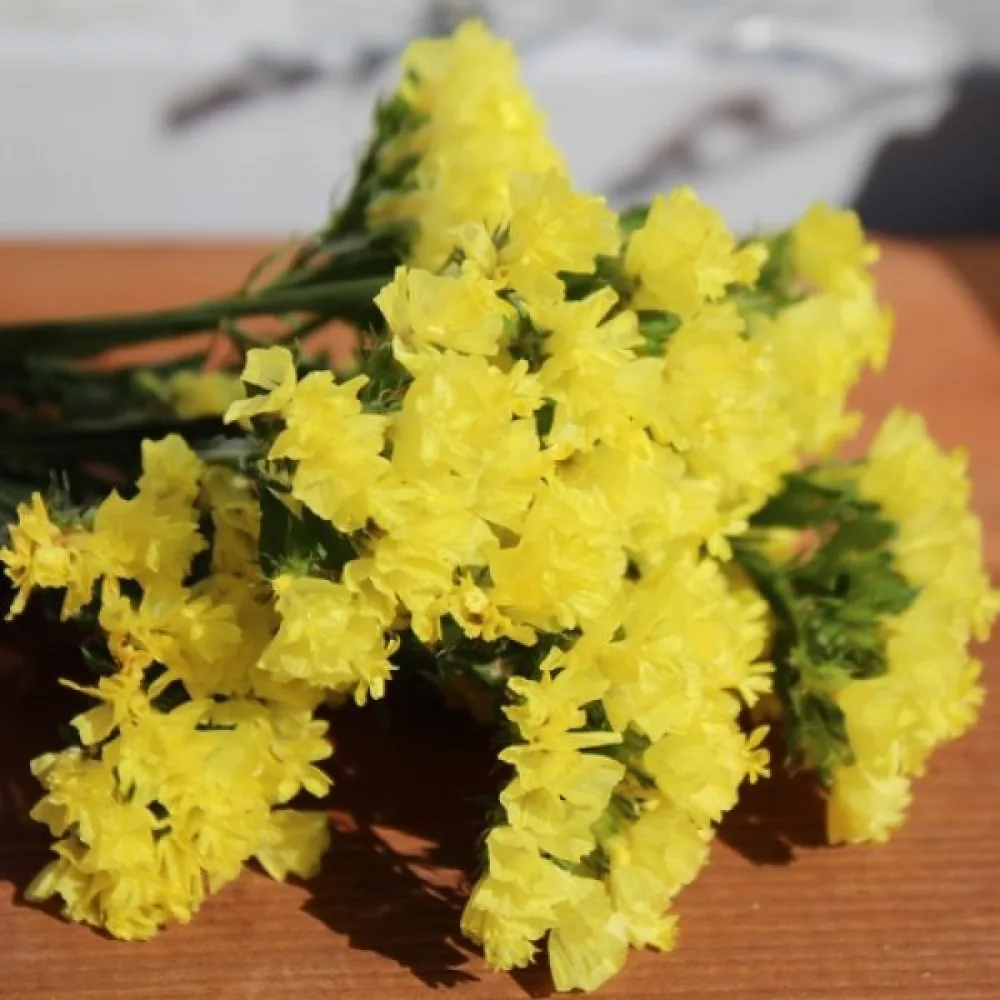 Limonium sinuatum – syvänkeltainen