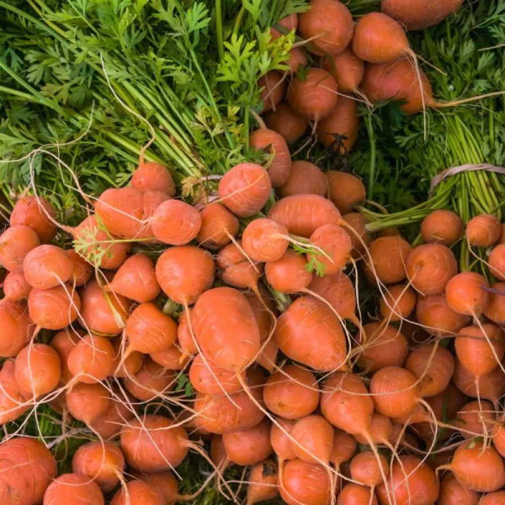 Porkkana 'Parijse Markt 4'