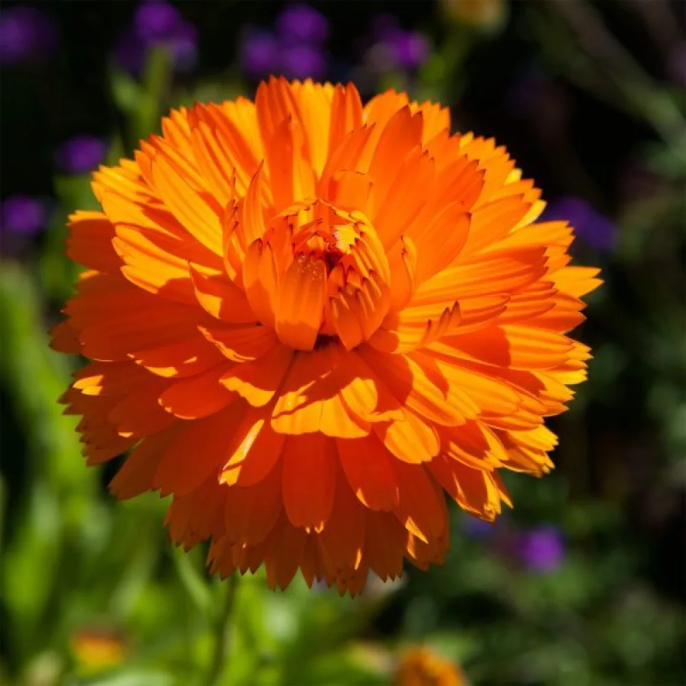 Kehäkukka Calendula officinalis, kerrannainen oranssi