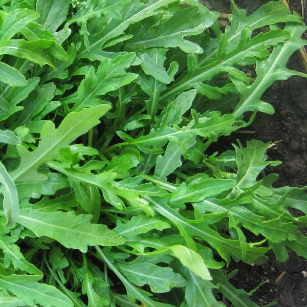 Rucola 'Sylvetta'