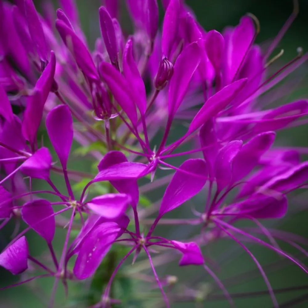 Hämähäkkikukka 'Violet Queen'