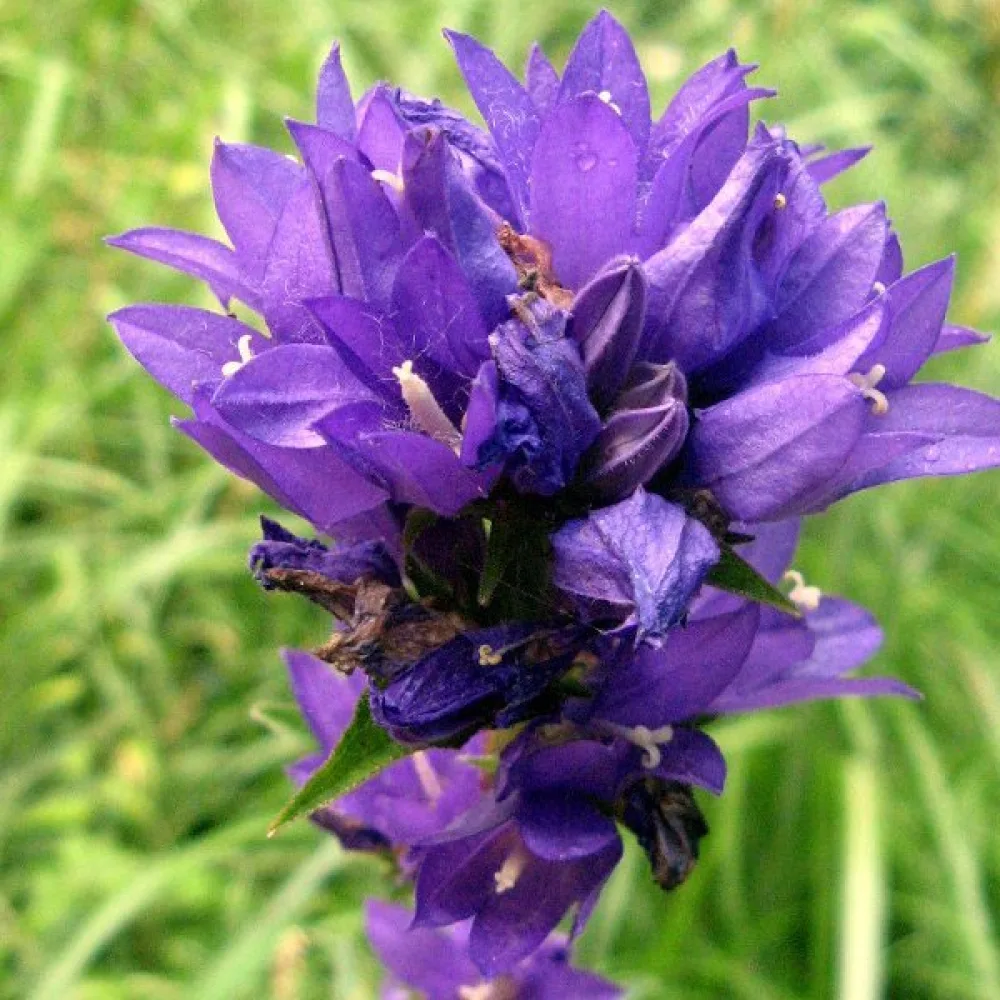 Peurankello Campanula glomerata var. dahurica – violetinsininen
