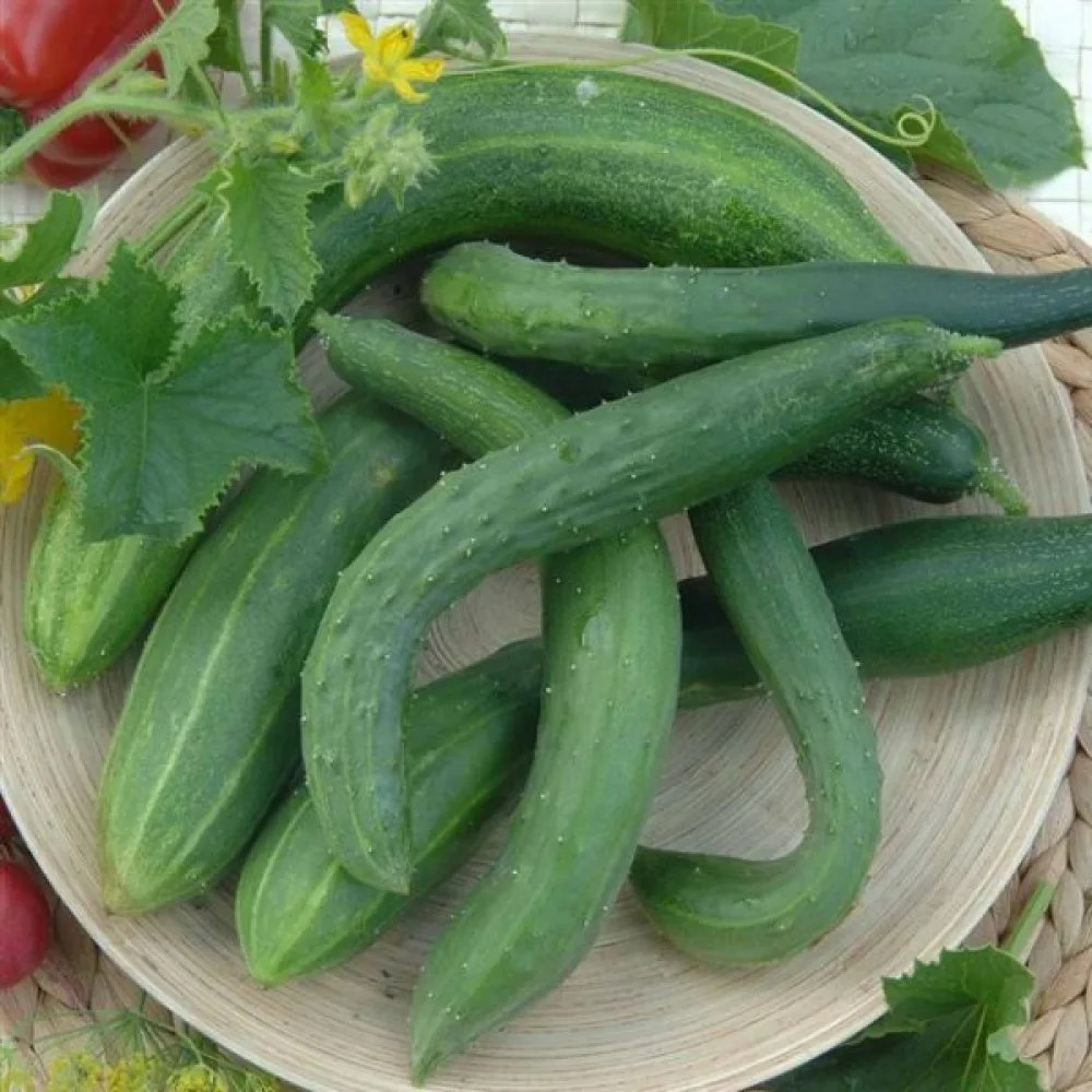 Kurkku 'Chinese Slangen'