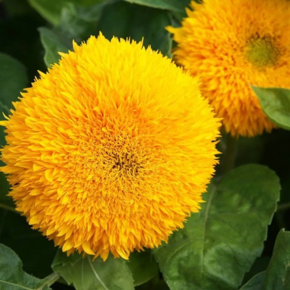 Auringonkukka 'Dwarf Sungold'