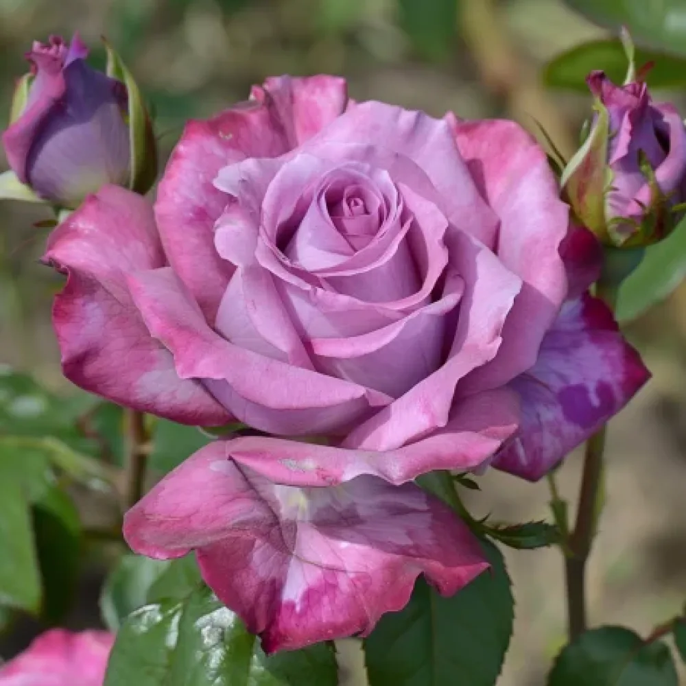 Ruusu 'Tropical Harmony' – paljasjuurinen