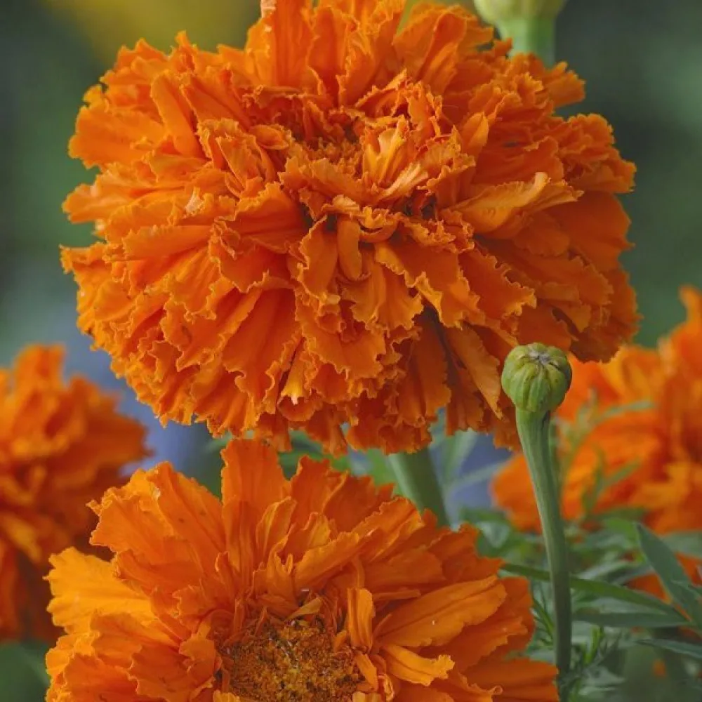 Kookossamettikukka 'Fantastic Orange'