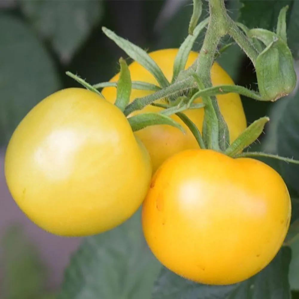 Kirsikkatomaatti 'Yellow Perfection'