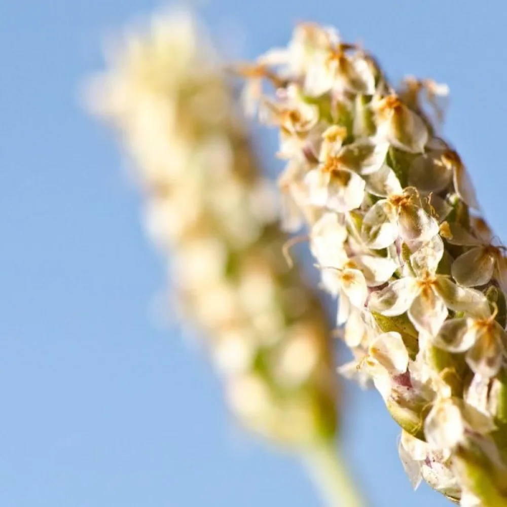 Psyllium-ratamo