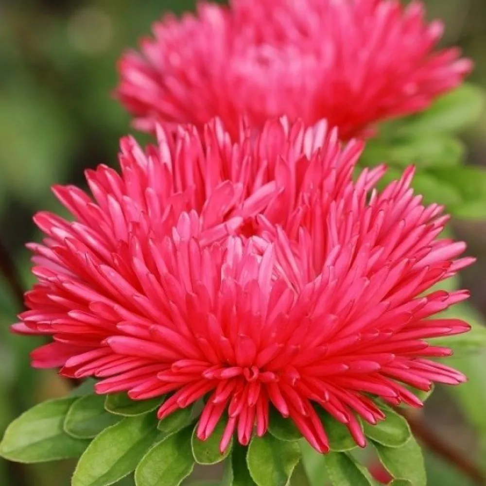 Kesäasteri 'Igala' punainen 'Esmeralda'