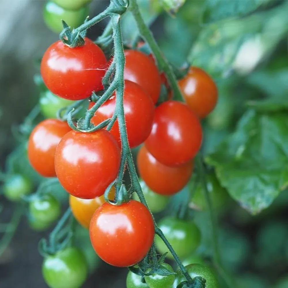 Kirsikkatomaatti 'Gardener's Delight'