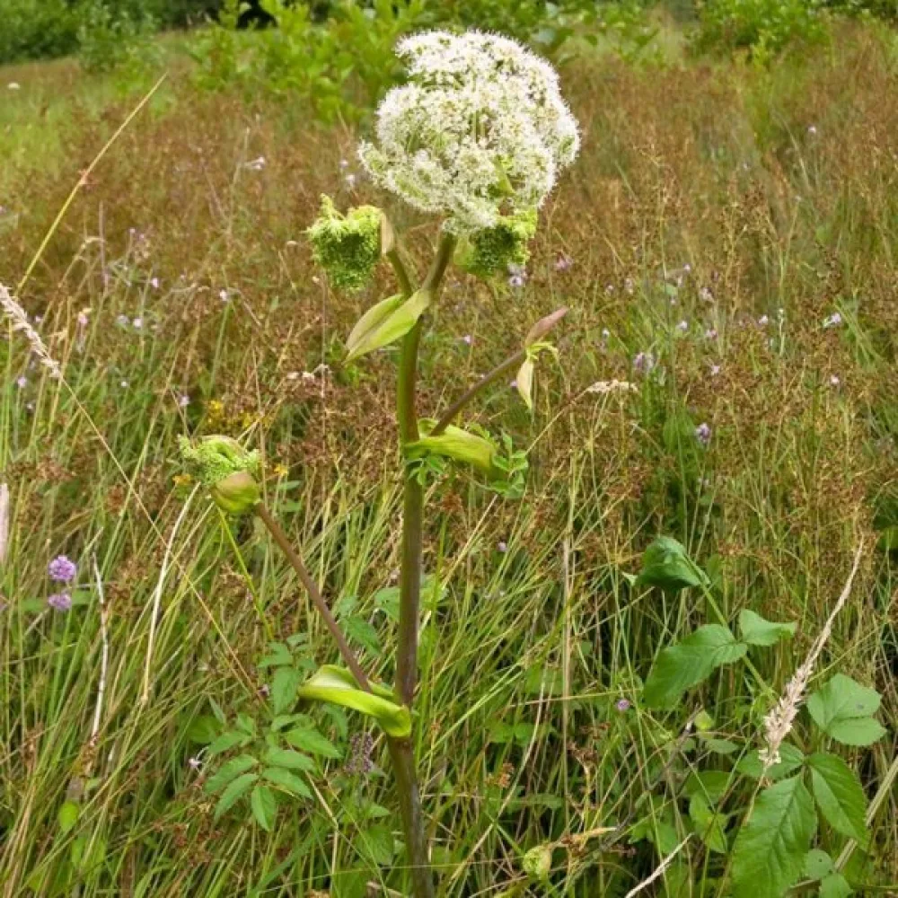 Karhunputki Angelica sylvestris