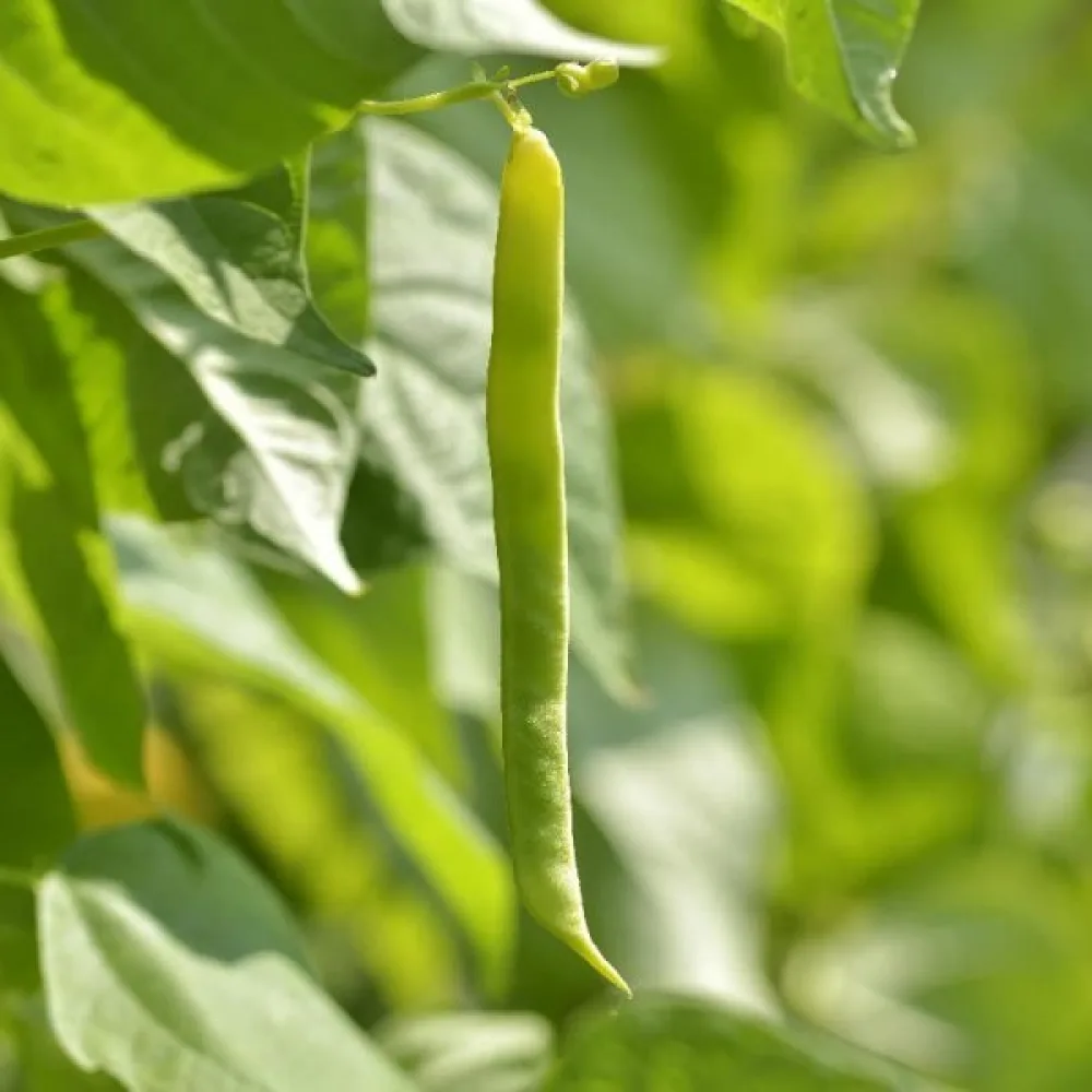Tarhapapu 'Topcrop'