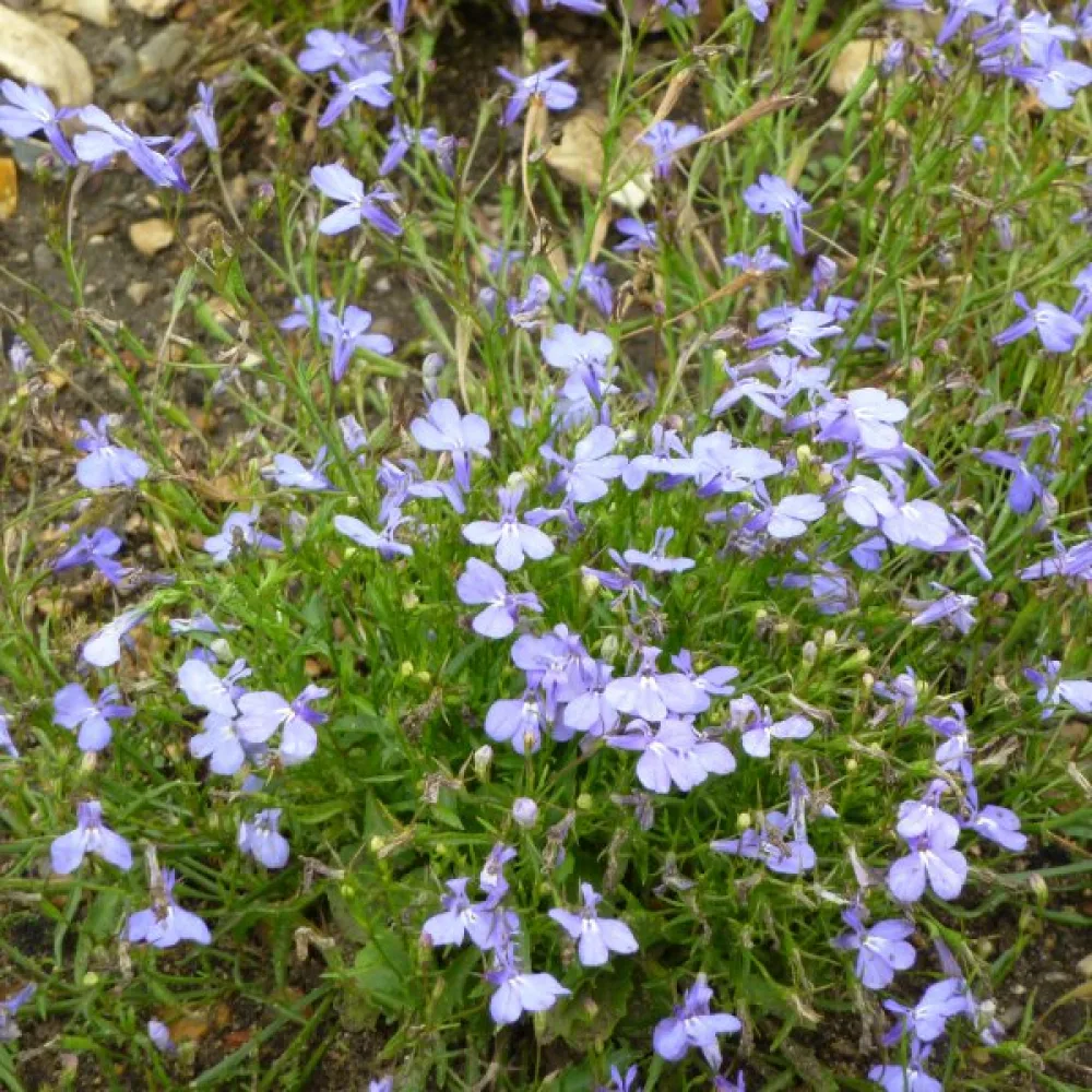 Sinilobelia 'Cambridge Blue'