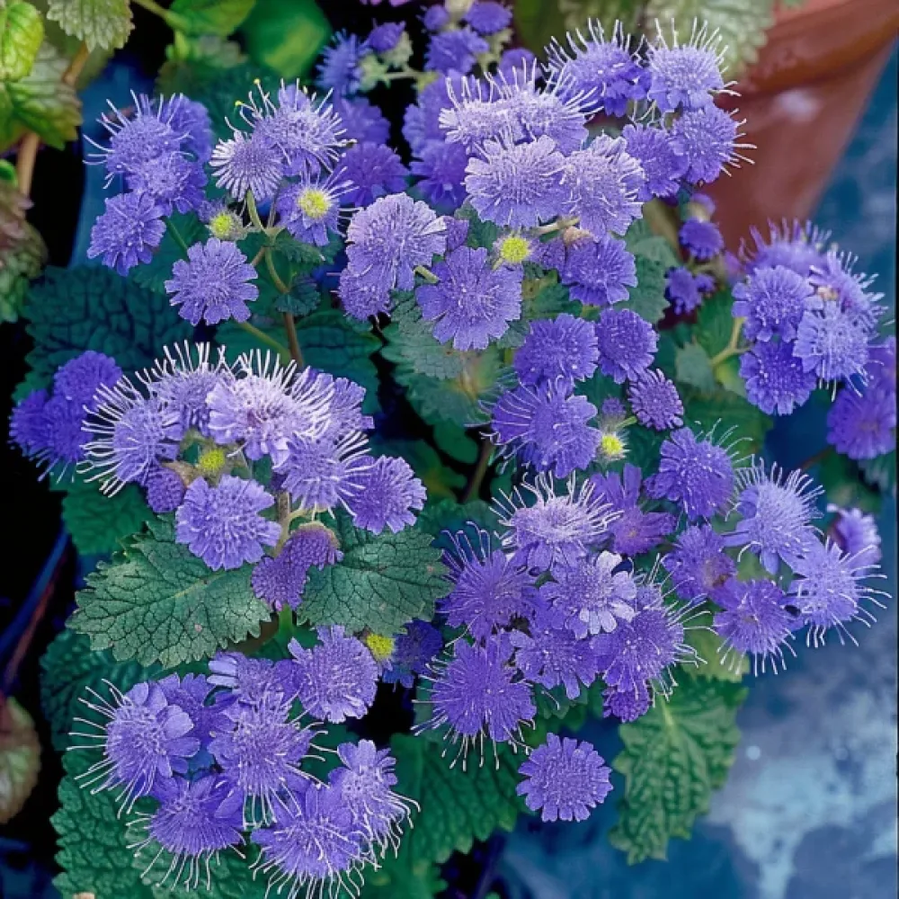 Sinihapsi 'Blaues Meer'