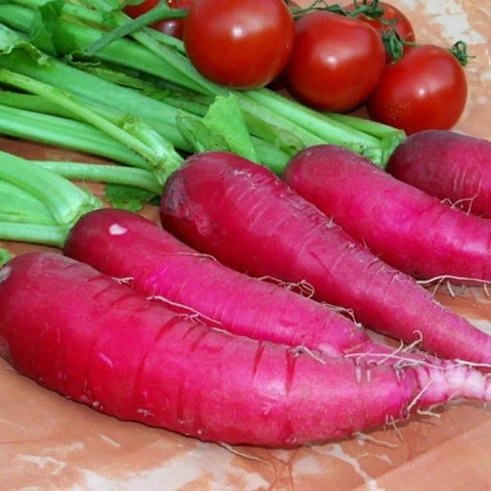 Japaninretikka 'Ostergruss'