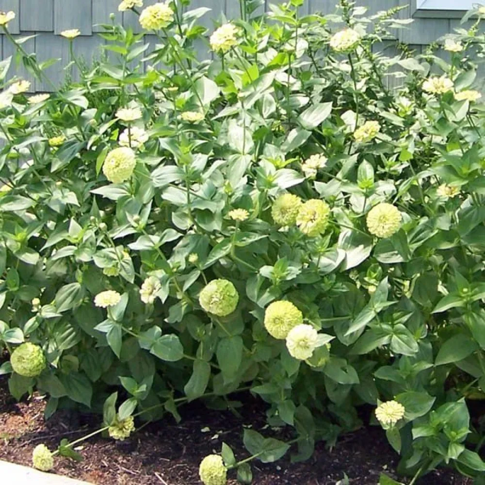 Tsinnia 'Super Yoga Lime'