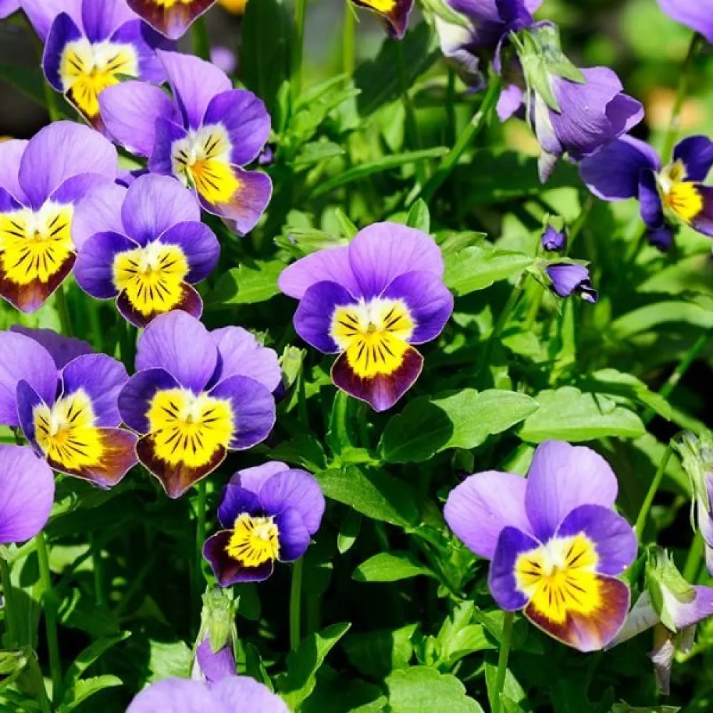 Sarviorvokki 'Helen Mount'