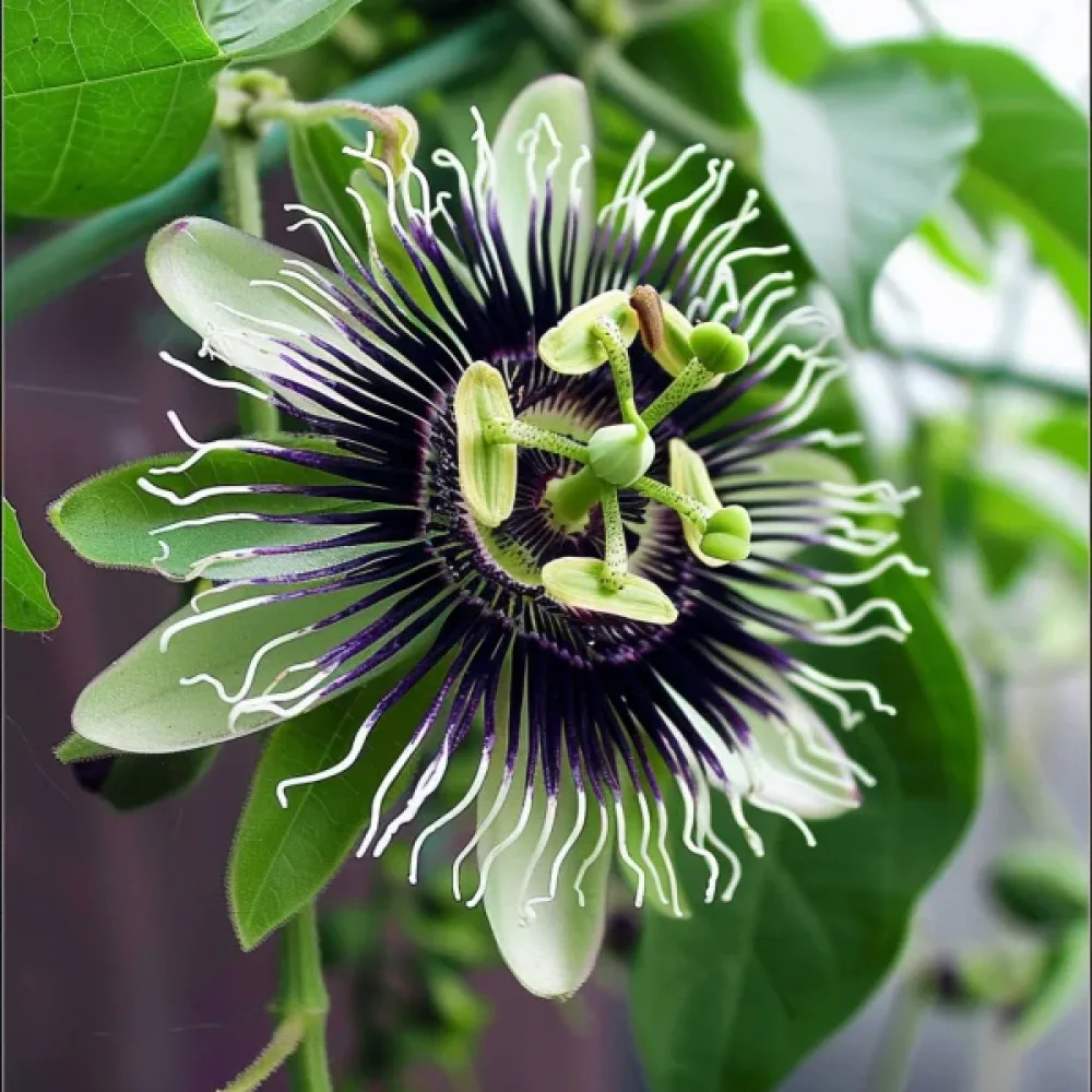 Passionhedelmä Passiflora edulis